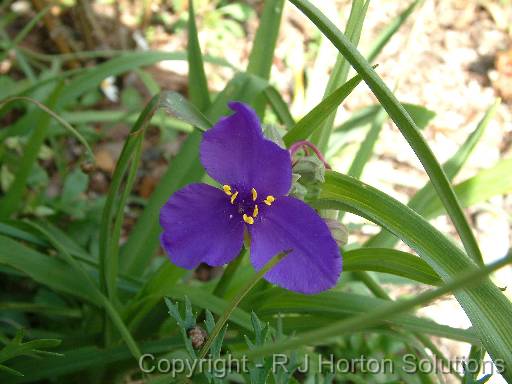 Tradescantia virginiana 